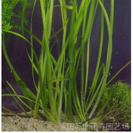 水生植物苦草水生草类家廷养鱼必须净化水质 价格 厂家 中国供应商