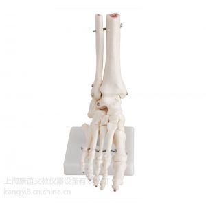 供应康谊牌KAY-X114自然大脚关节模型脚踝关节骨骼模型人体关节模型