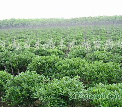 供应河南花木价格，河南苗木价格，广玉兰价格，八月桂花价格