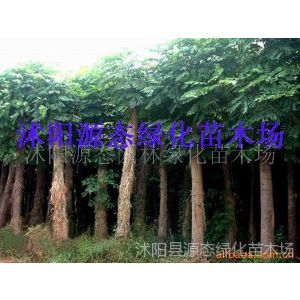 供应苗木-银杏、紫薇、连翘、迎春、木槿、椿树