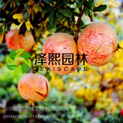 Ӧ Ʒ ʯ  ֱ