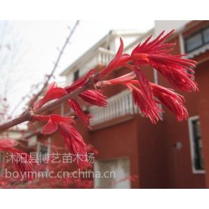 前景看花最有行情的观赏乔木日本红枫看的红叶树种红舞妓日本红枫