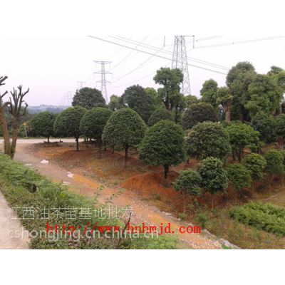 供应宏景湖南桂花***惠***供应精品八月桂花8公分-15公分的现货10万棵