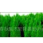 塔柏、供应1-4米塔柏/1-4米侧柏/塔柏价格/山西春秋苗圃