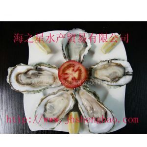 宁德生蚝批发