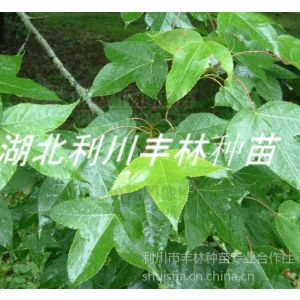 供应中国枫香树苗 枫香小苗价格 湿地种植枫香