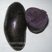 供应黑紫色黑土豆种子价格