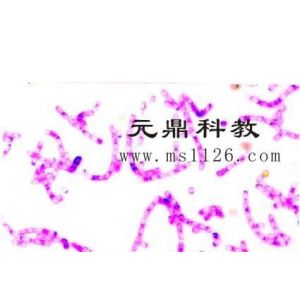 供应优质出口微生物切片