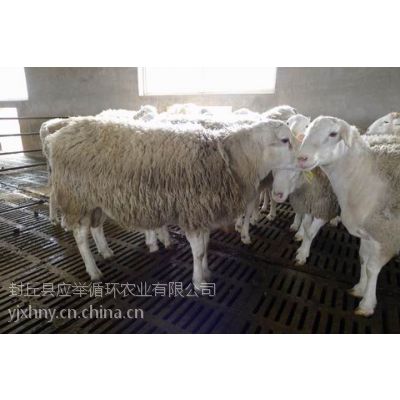 长垣养羊合作社 供应小尾寒羊和杜泊羊杂交种羊 免费提供技术服务