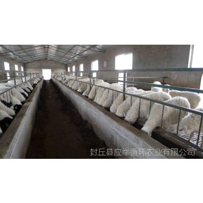 种羊场供应  白头杜寒杂交母羊 免费提供饲养技术