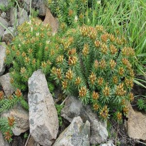 供应草本植物-红景天，又名 蔷薇红景天，扫罗玛布尔（藏名）