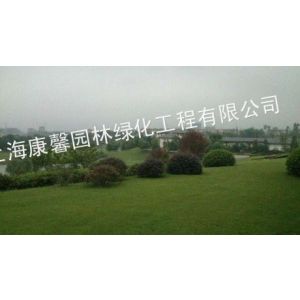 供应上海绿化养护公司，浦东绿化养护公司