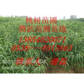 ӦӦ--޽-޽Ʒ-޽۸
