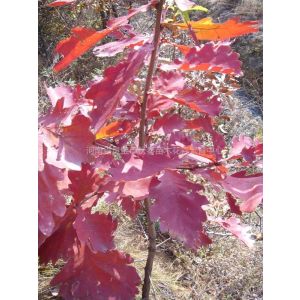 供应槲栎树种子30吨