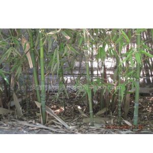 供应罗汉竹(人面竹、花鼓竹、寿星竹、算盘竹) 罗汉竹绿化竹苗 盆栽苗 罗汉竹地栽苗 罗汉竹竹竿