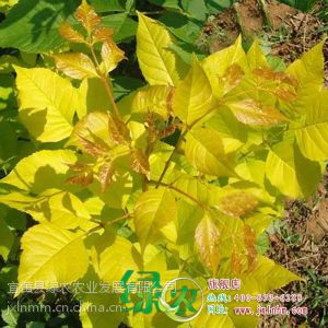 供应正宗金叶白蜡 白蜡苗 速生白蜡 白蜡小苗 苗木包成活