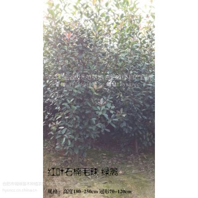 Ҷʯ,Ҷʯ.̻ר