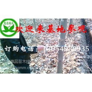 供应急售山东青岛大骨架26,28,公分法桐价格