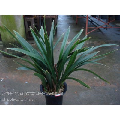 供应金品优质室内观赏墨兰盆栽