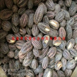 供应珙桐种子，沙藏珙桐树种，珍稀植物种子鸽子花树