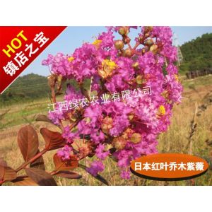 供應(yīng)日本紅葉喬木紫薇 國(guó)內(nèi)的紫薇小苗苗木基地
