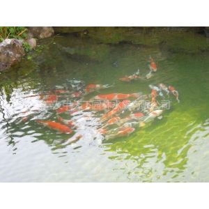 供应临沂市锦鲤鱼池设计、鱼池过滤是什么造成池水污浊不清