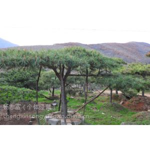 供应供应造型油松 景观松树 大型古松 造型黑松 白皮松 雪松