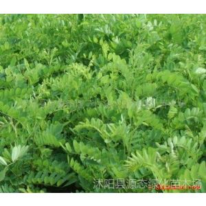 供应绿化小苗-栾树、月季、紫穗槐、红枫、银杏