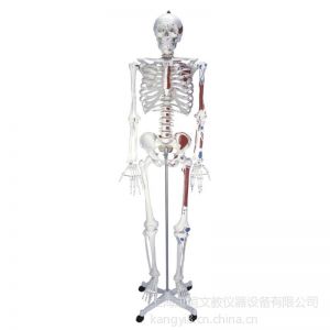 供应康谊牌KAY/A006人体骨骼附关节韧带和肌肉起止点着色模型（170cm）