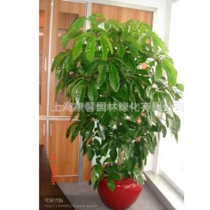 供应浦东花卉租赁、浦东植物租赁