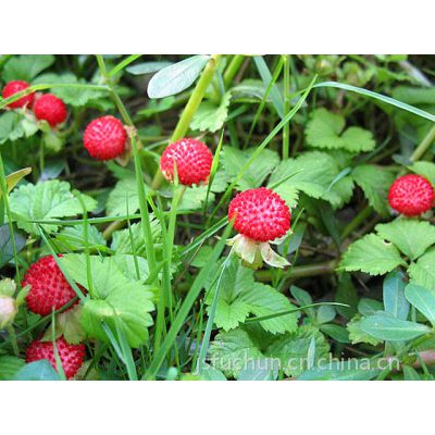 野生新鲜蛇莓苗蛇莓果中药草药蛇莓盆景植物野草莓乡村小铺