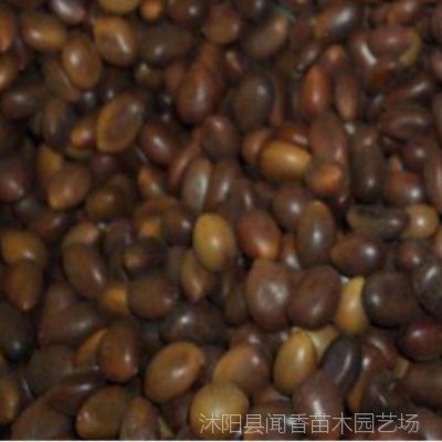 供应【春天***】皂角种子价格 皂荚种子 皂角树籽 皂角种子种植技术