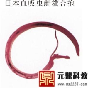 供应供应各种生物玻片标本