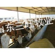 供应肉牛养殖的草料 肉牛喂草料的几种方法 山东三旺牧业牛羊养殖场