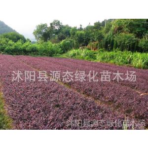 供应红叶石楠、雪松、红帽月季、八仙花、冬青等花木
