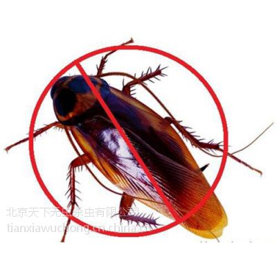 北京家庭灭蟑螂公司,天下无虫(在线咨询)