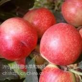 供应油桃山东油桃***格 山东油桃产地价格是多少