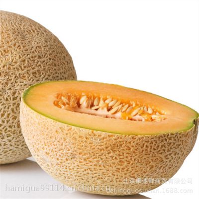 供应供应大量金蜜8号哈密瓜新疆特产哈密瓜
