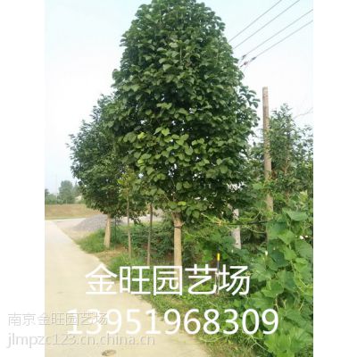 枫香苗木价格，基地批发枫香苗木价格信息