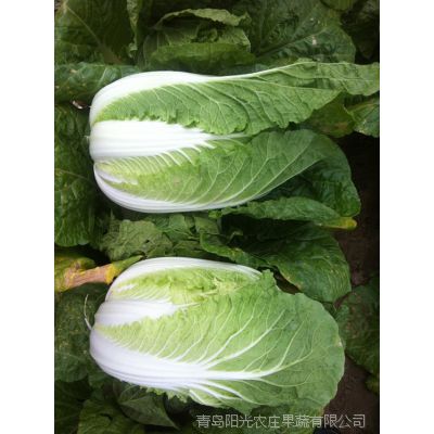 青岛阳光果蔬新鲜蔬菜出口加工场 玲珑黄小颗白菜菜配送 黄心白菜菜出口加工厂