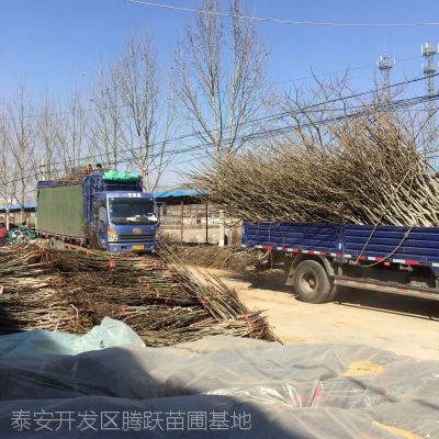 核桃苗、新品种核桃树苗、新品种薄皮核桃树苗价格多少