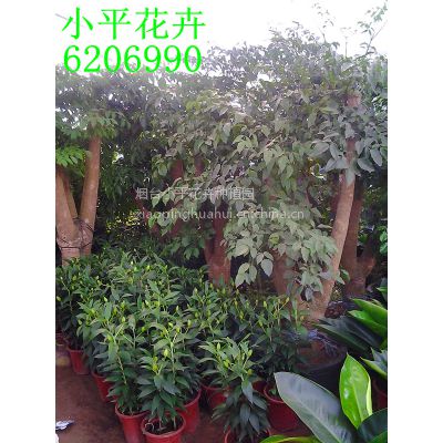 绿植花卉租摆|室内花卉租摆|烟台花卉租摆养护