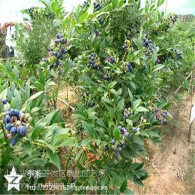 新品种蓝莓苗 果树苗 盆栽蓝莓苗 哪里的蓝莓苗便宜