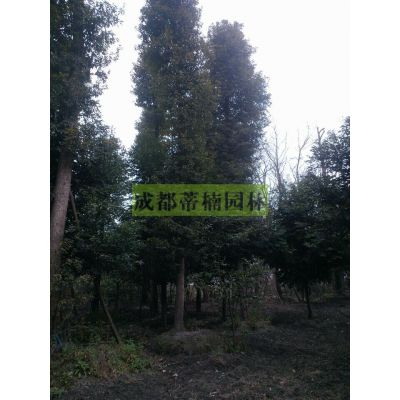 ɶСҶ骼۸