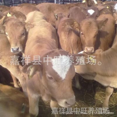 长期供应各种优质肉牛 鲁西黄牛 种牛 肉牛犊