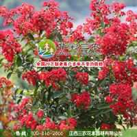 供应红火箭紫薇 美国大红紫薇 盆景紫薇 桩景紫薇 花篱紫薇 紫薇苗木供应