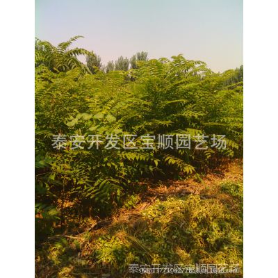 Ӧ㴻 㴻۸ ̩ɽ㴻繩Ӧ