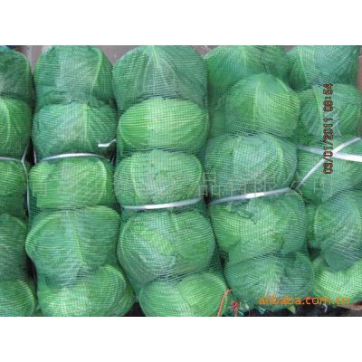 供应铁包菜 大头菜 卷心菜 甘蓝 北京椰菜 甜包菜