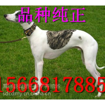 ݱȮ ȮɽӦ۸Ǯ