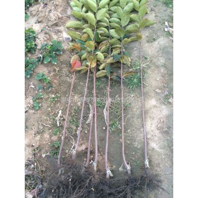 果树苗 嫁接柿子苗 壹棵树农业柿子苗价格优惠 成活率达*** 2年结果